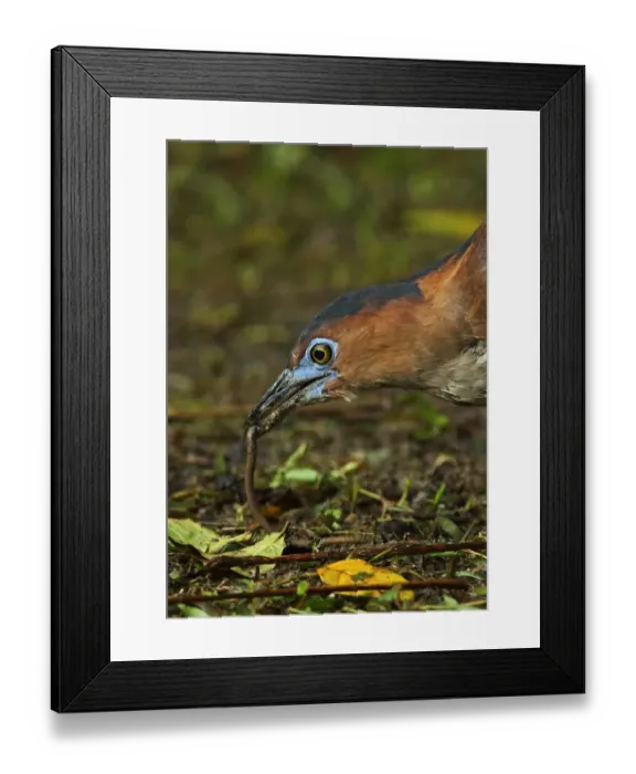 Framed Print : Malayan Night-heron (Gorsachius melanolophus) adult, close-up of head, feeding on earthworm, Taiwan, April Framed Print : Malayan Night-heron (Gorsachius melanolophus) adult, close-up of head, feeding on earthworm, Taiwan, April