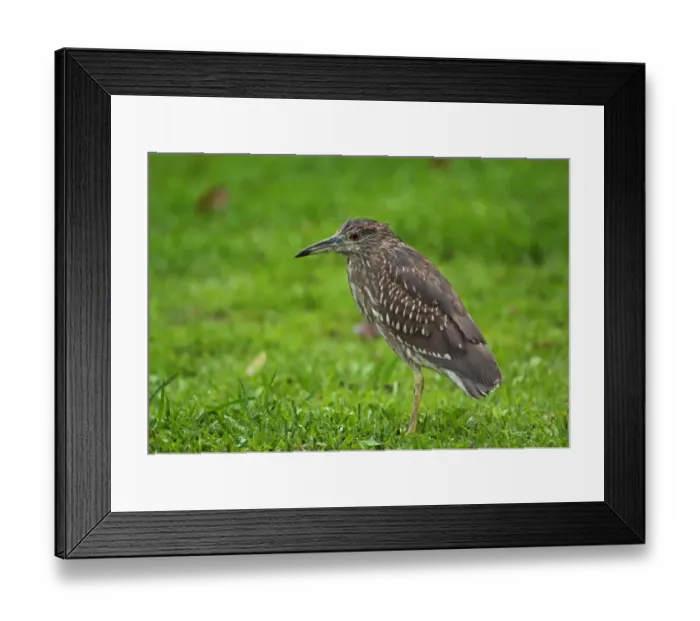 Framed Print : Black-crowned Night-heron (Nycticorax nyctocorax nycticorax) immature, standing on grass during rainfall, Taipei City Framed Print : Black-crowned Night-heron (Nycticorax nyctocorax nycticorax) immature, standing on grass during rainfall, Taipei City