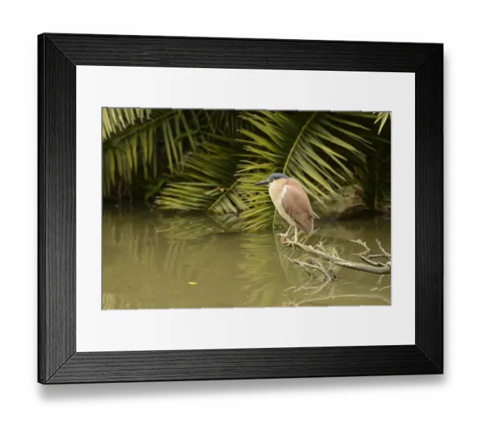 Framed Print : Rufous Night-heron (Nycticorax caledonicus) adult, perched on branch over water, Queensland, Australia, November Framed Print : Rufous Night-heron (Nycticorax caledonicus) adult, perched on branch over water, Queensland, Australia, November