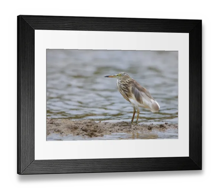 Framed Print : Indian Pond-heron (Ardeola grayii) adult, non-breeding plumage, standing on mud, Goa, India, March