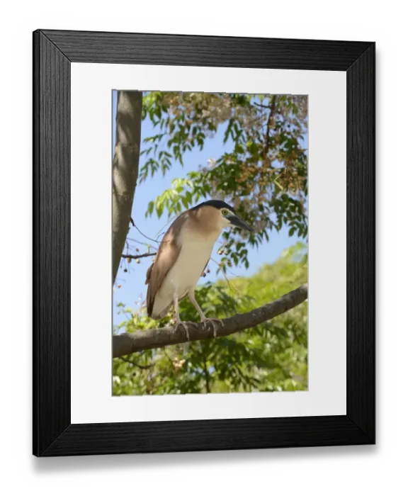 Framed Print : Rufous Night-heron (Nycticorax caledonicus) adult, perched on branch, Melbourne, Victoria, Australia, November Framed Print : Rufous Night-heron (Nycticorax caledonicus) adult, perched on branch, Melbourne, Victoria, Australia, November