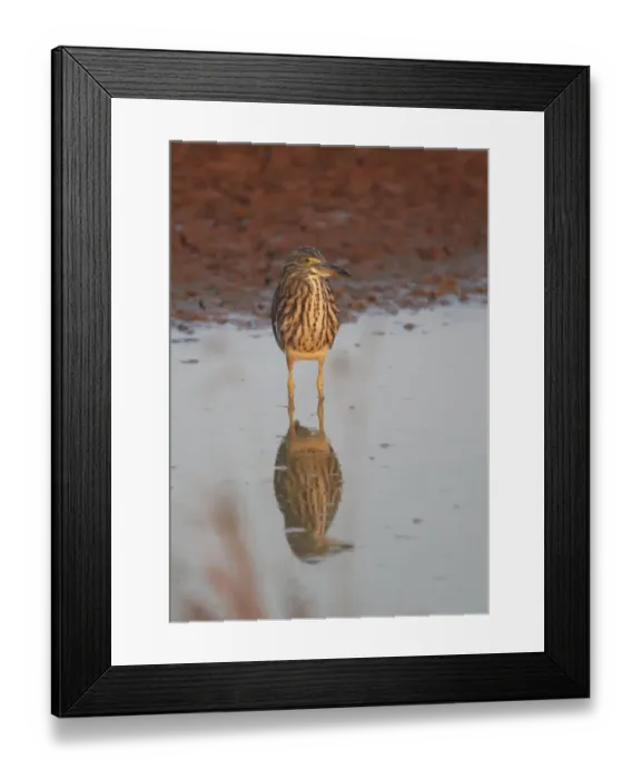 Framed Print : Chinese Pond-heron (Ardeola bacchus) adult, non-breeding plumage, standing in shallow water, Ang Trapaeng Thmor Framed Print : Chinese Pond-heron (Ardeola bacchus) adult, non-breeding plumage, standing in shallow water, Ang Trapaeng Thmor