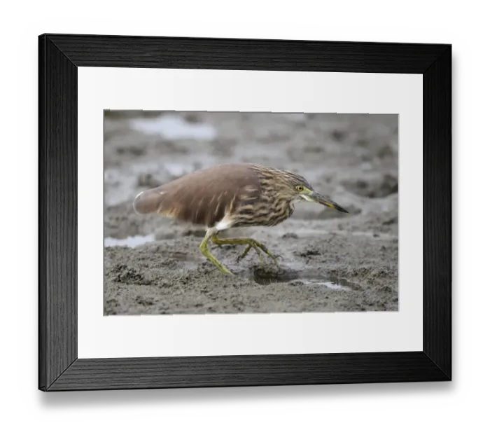 Framed Print : Chinese Pond-heron (Ardeola bacchus) adult, non-breeding plumage, walking on mud, Hong Kong, China, October Framed Print : Chinese Pond-heron (Ardeola bacchus) adult, non-breeding plumage, walking on mud, Hong Kong, China, October
