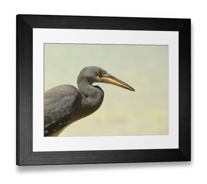 Framed Print : Eastern Reef Heron (Egretta sacra) dark form, adult, close-up of head and neck, Queensland, Australia, November Framed Print : Eastern Reef Heron (Egretta sacra) dark form, adult, close-up of head and neck, Queensland, Australia, November