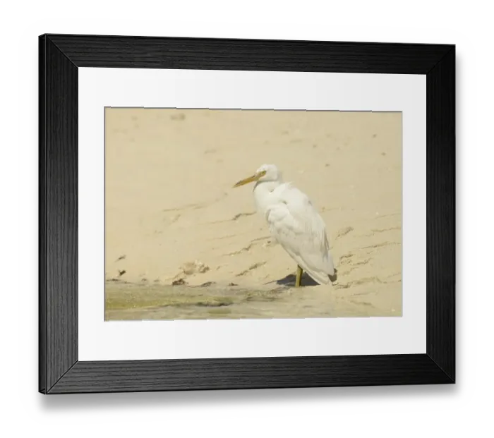 Framed Print : Eastern Reef Heron (Egretta sacra) white form, adult, standing on sandy beach, Queensland, Australia, November Framed Print : Eastern Reef Heron (Egretta sacra) white form, adult, standing on sandy beach, Queensland, Australia, November