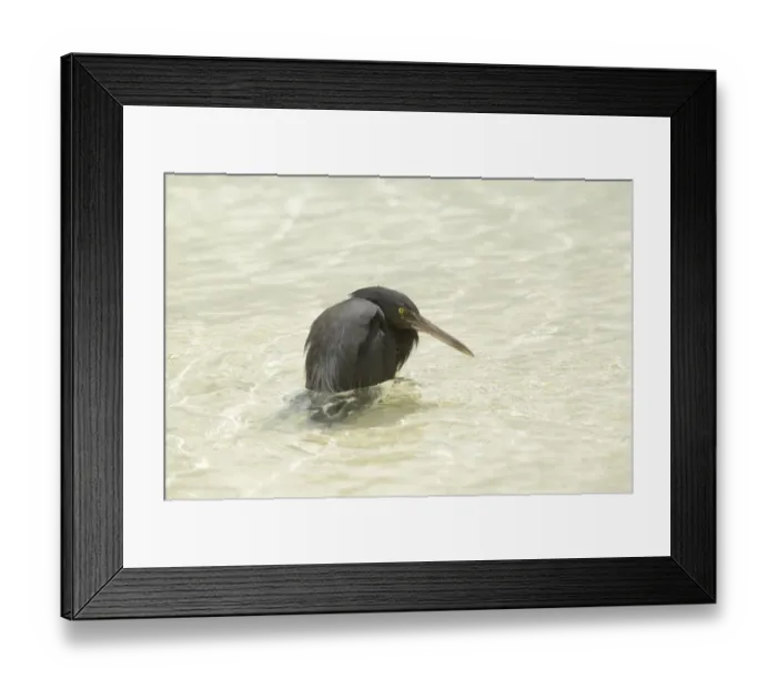 Framed Print : Eastern Reef Heron (Egretta sacra) dark form, adult, standing in sea, Queensland, Australia, November Framed Print : Eastern Reef Heron (Egretta sacra) dark form, adult, standing in sea, Queensland, Australia, November