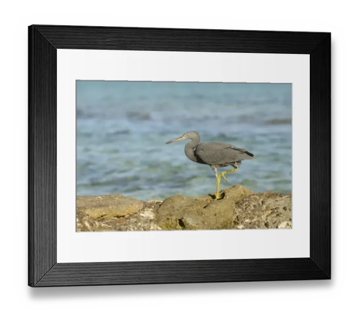 Framed Print : Eastern Reef Heron (Egretta sacra) dark form, adult, standing on rocks overlooking sea, Queensland, Australia, November Framed Print : Eastern Reef Heron (Egretta sacra) dark form, adult, standing on rocks overlooking sea, Queensland, Australia, November