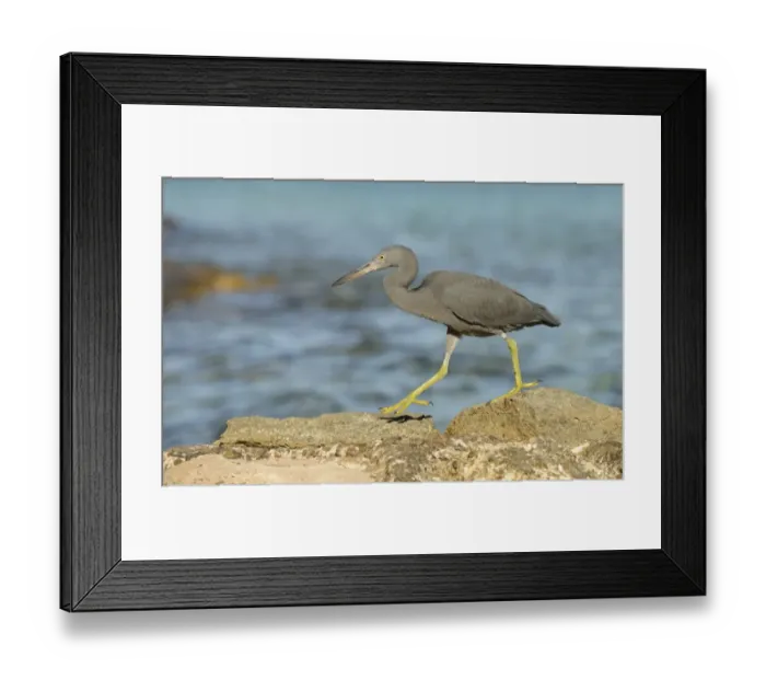Framed Print : Eastern Reef Heron (Egretta sacra) dark form, adult, walking on rocks overlooking sea, Queensland, Australia, November