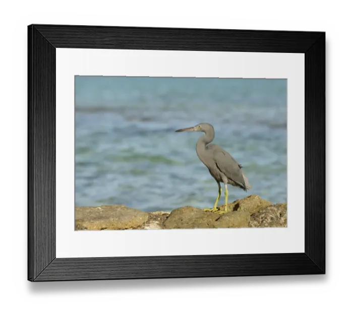 Framed Print : Eastern Reef Heron (Egretta sacra) dark form, adult, standing on rocks overlooking sea, Queensland, Australia, November Framed Print : Eastern Reef Heron (Egretta sacra) dark form, adult, standing on rocks overlooking sea, Queensland, Australia, November