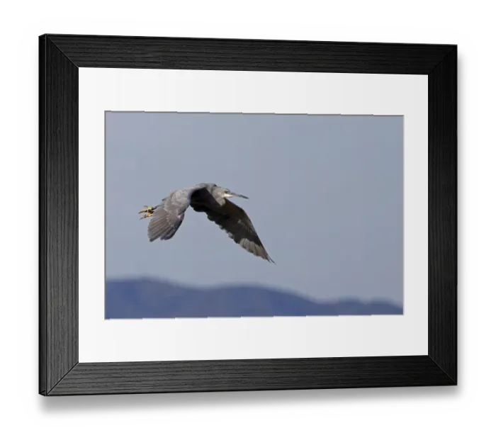 Framed Print : Western Reef Heron (Egretta gularis) x Little Egret (Egretta garzetta) hybrid, adult, in flight, Algarve, Portugal