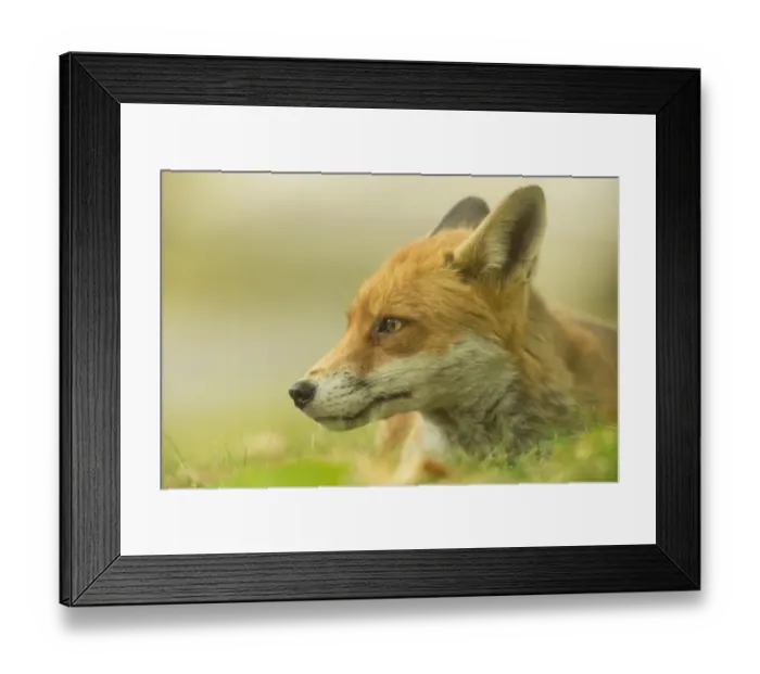 Framed Print : European Red Fox (Vulpes vulpes) adult, close-up of head, resting on grass of urban park in evening, London, England Framed Print : European Red Fox (Vulpes vulpes) adult, close-up of head, resting on grass of urban park in evening, London, England