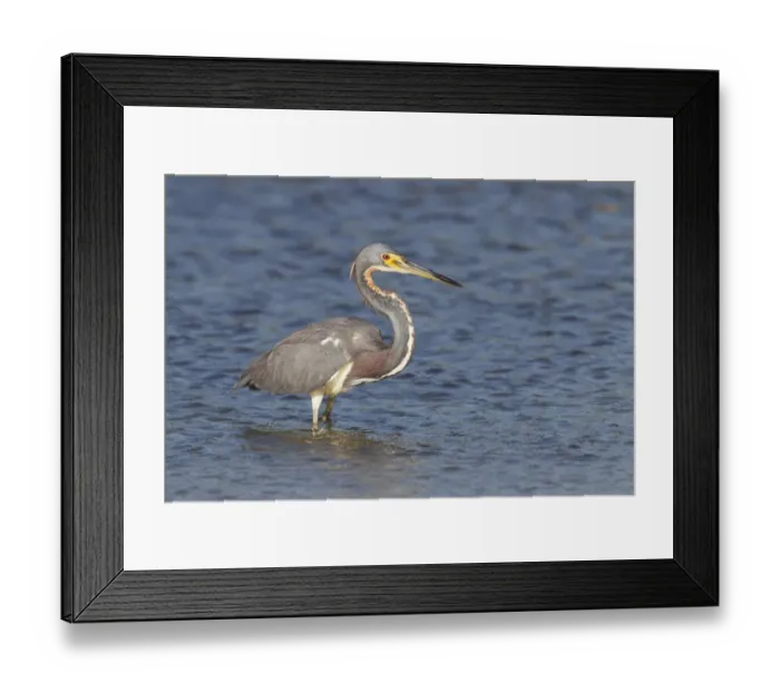 Framed Print : Tricoloured Heron (Egretta tricolor) adult, fishing in shallow water, Everglades, Florida, U. S. A. March