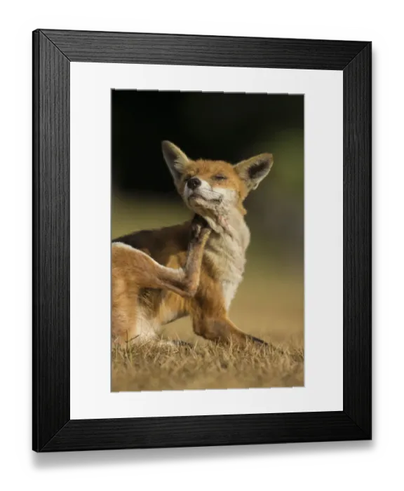 Framed Print : European Red Fox (Vulpes vulpes) adult, scratching mange infected skin with open wound Framed Print : European Red Fox (Vulpes vulpes) adult, scratching mange infected skin with open wound