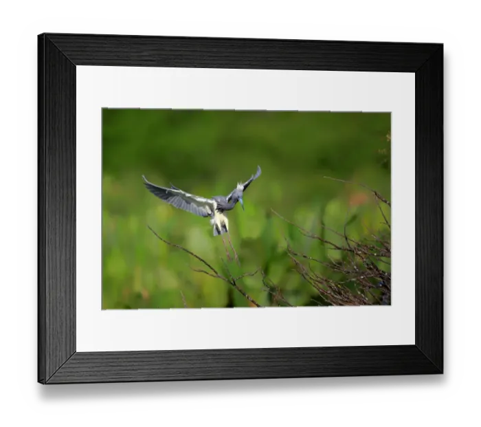 Framed Print : Tricoloured Heron Egretta tricolor adult, breeding plumage, in flight, landing on branch, Wakodahatchee Wetlands Framed Print : Tricoloured Heron Egretta tricolor adult, breeding plumage, in flight, landing on branch, Wakodahatchee Wetlands