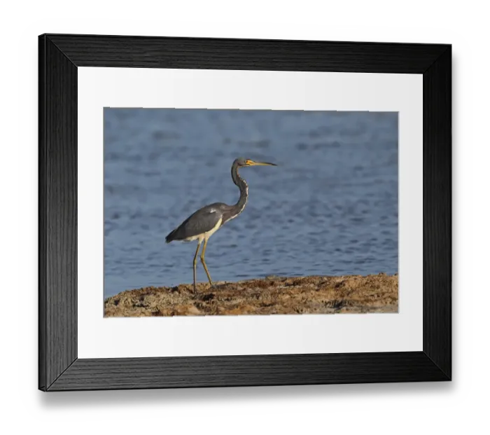 Framed Print : Tricoloured Heron (Egretta tricolor ruficollis) adult, standing beside coastal lagoon, Zapata Peninsula