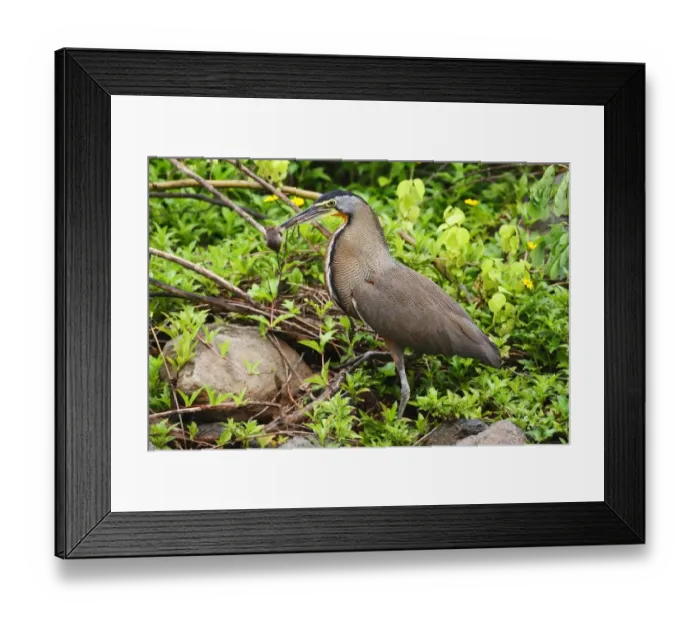 Framed Print : Bare-throated Tiger-heron (Tigrisoma mexicanum) adult, with mouse prey in beak, standing amongst vegetation Framed Print : Bare-throated Tiger-heron (Tigrisoma mexicanum) adult, with mouse prey in beak, standing amongst vegetation