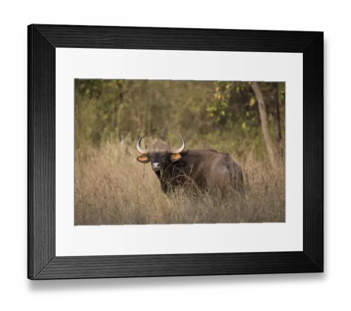 Framed Print : Gaur (Bos gaurus) adult male, feeding, standing in long grass, Kanha N. P. Madhya Pradesh, India, March