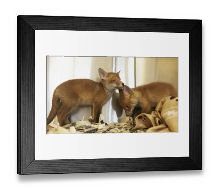 Framed Print : European Red Fox (Vulpes vulpes) two cubs, at rescue centre prior to re-introduction to wild, The Fox Project, Kent Framed Print : European Red Fox (Vulpes vulpes) two cubs, at rescue centre prior to re-introduction to wild, The Fox Project, Kent