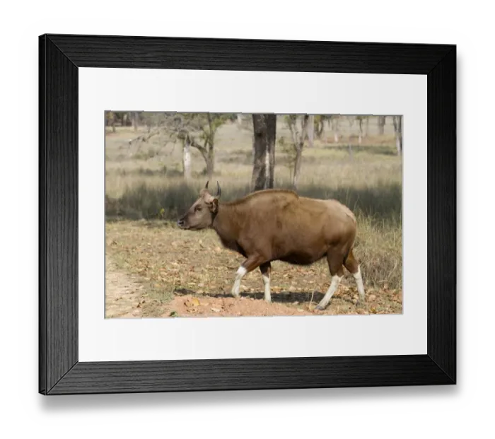 Framed Print : Gaur (Bos gaurus) adult female, walking at edge of track in open forest, Kanha N. P. Madhya Pradesh, India, March Framed Print : Gaur (Bos gaurus) adult female, walking at edge of track in open forest, Kanha N. P. Madhya Pradesh, India, March