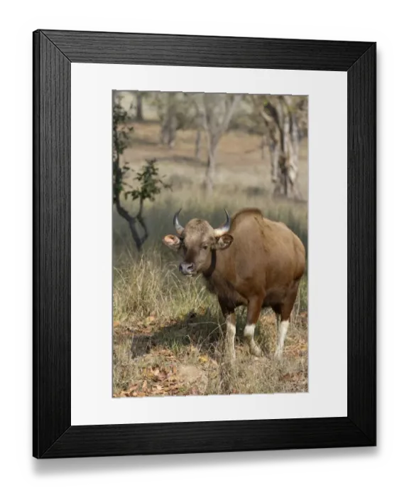 Framed Print : Gaur (Bos gaurus) adult female, walking in open forest, Kanha N. P. Madhya Pradesh, India, March Framed Print : Gaur (Bos gaurus) adult female, walking in open forest, Kanha N. P. Madhya Pradesh, India, March