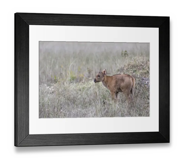 Framed Print : Gaur (Bos gaurus) young, standing in grass, Kanha N. P. Madhya Pradesh, India, March Framed Print : Gaur (Bos gaurus) young, standing in grass, Kanha N. P. Madhya Pradesh, India, March