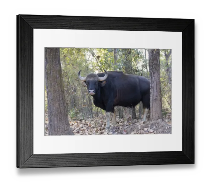 Framed Print : Gaur (Bos gaurus) adult male, standing in forest, Kanha N. P. Madhya Pradesh, India, March