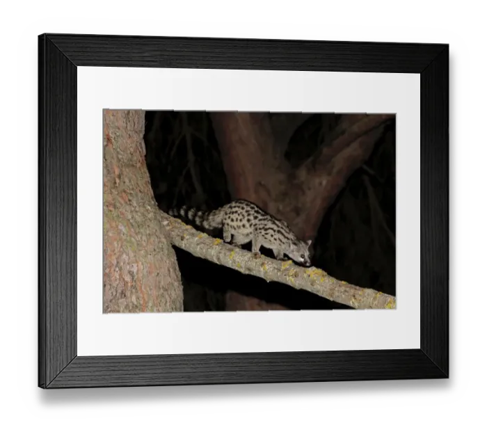 Framed Print : Small-spotted Genet (Genetta genetta) adult, walking along branch at night, Castilla y Leon, Spain, November Framed Print : Small-spotted Genet (Genetta genetta) adult, walking along branch at night, Castilla y Leon, Spain, November