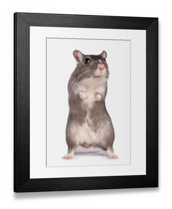 Framed Print : Domestic Gerbil, adult, standing on hind legs