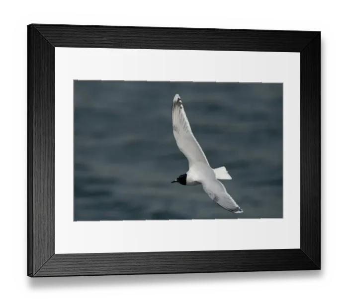 Framed Print : Little Gull (Larus minutus) immature, second summer plumage, in flight over water, Seaforth, Merseyside, England, May