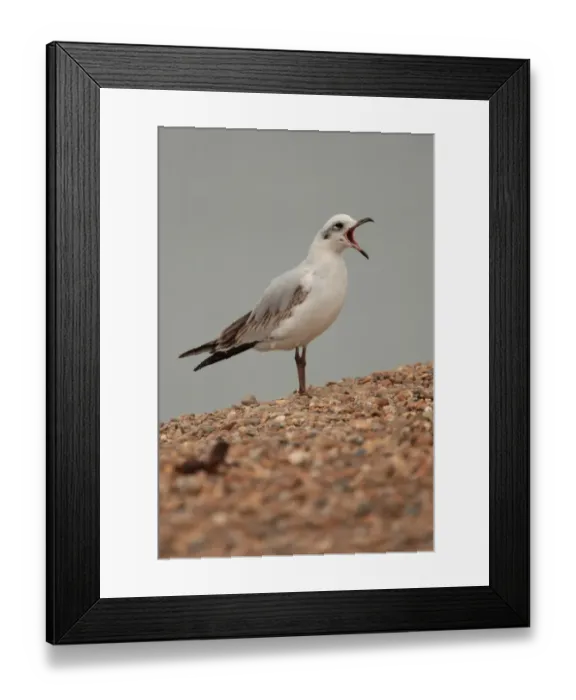 Framed Print : Mediterranean Gull (Larus melanocephalus) immature, first winter plumage, calling, standing on shingle Framed Print : Mediterranean Gull (Larus melanocephalus) immature, first winter plumage, calling, standing on shingle