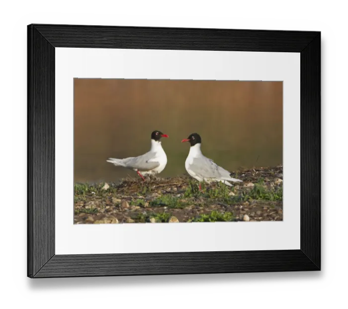 Framed Print : Mediterranean Gull (Larus melanocephalus) adult pair, breeding plumage, standing at nest with chicks, England, May Framed Print : Mediterranean Gull (Larus melanocephalus) adult pair, breeding plumage, standing at nest with chicks, England, May