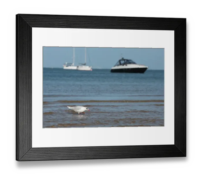 Framed Print : Mediterranean Gull (Larus melanocephalus) adult, winter plumage, walking in shallow water on beach Framed Print : Mediterranean Gull (Larus melanocephalus) adult, winter plumage, walking in shallow water on beach