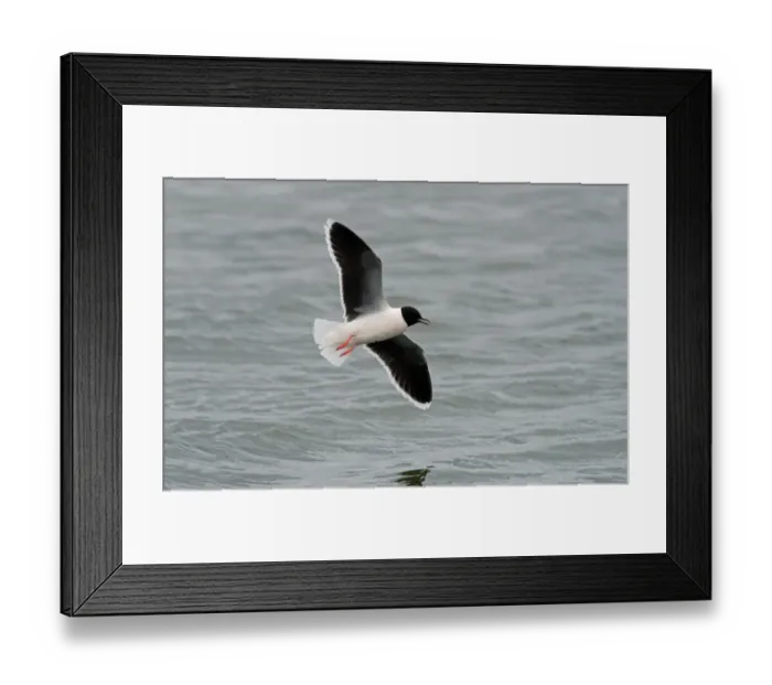 Framed Print : Little Gull (Larus minutus) adult, breeding plumage, in flight over water, Seaforth, Merseyside, England, April Framed Print : Little Gull (Larus minutus) adult, breeding plumage, in flight over water, Seaforth, Merseyside, England, April