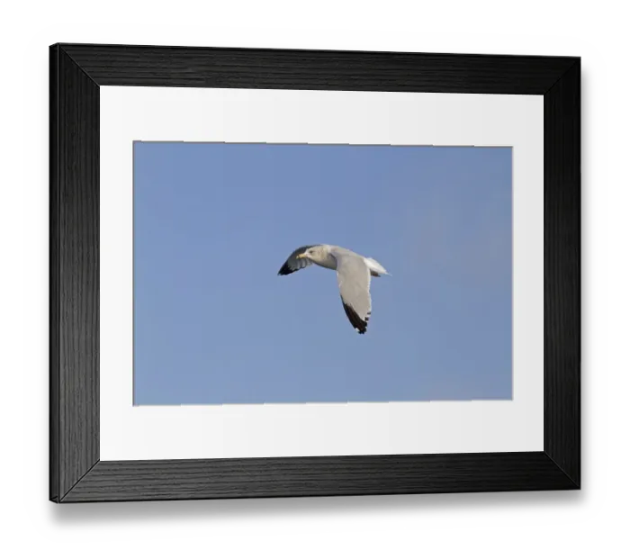 Framed Print : Spanish Imperial Eagle (Aquila adalberti) immature, fourth year plumage, in flight, Castilla y Leon, Spain, June Framed Print : Spanish Imperial Eagle (Aquila adalberti) immature, fourth year plumage, in flight, Castilla y Leon, Spain, June