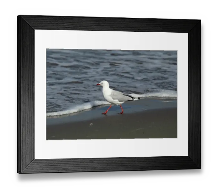 Framed Print : Red-billed Gull (Chroicocephalus scopulinus) adult, foraging along tideline on beach, Waimairi Beach, Christchurch