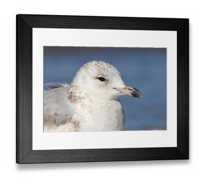 Framed Print : Ring-billed Gull (Larus delawarensis) immature, first winter plumage, close-up of head, standing on beach, Florida Framed Print : Ring-billed Gull (Larus delawarensis) immature, first winter plumage, close-up of head, standing on beach, Florida