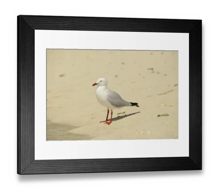 Framed Print : Silver Gull (Larus novaehollandiae) adult, standing on sandy beach, Queensland, Australia, November Framed Print : Silver Gull (Larus novaehollandiae) adult, standing on sandy beach, Queensland, Australia, November