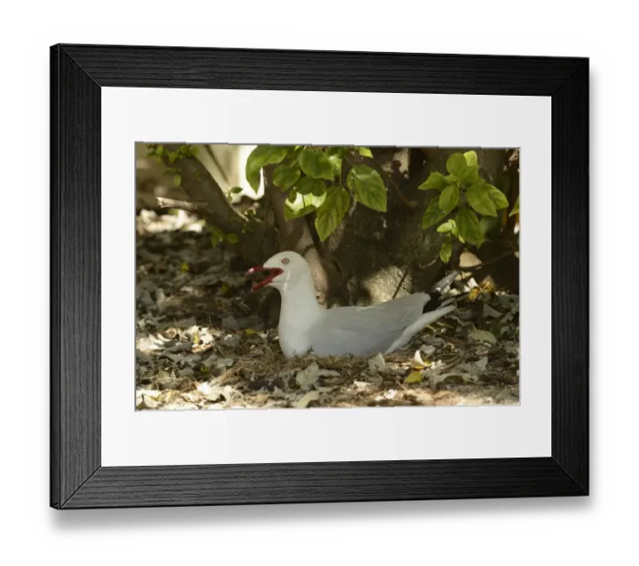 Framed Print : Silver Gull (Larus novaehollandiae) adult, panting, sitting on nest, Queensland, Australia, November