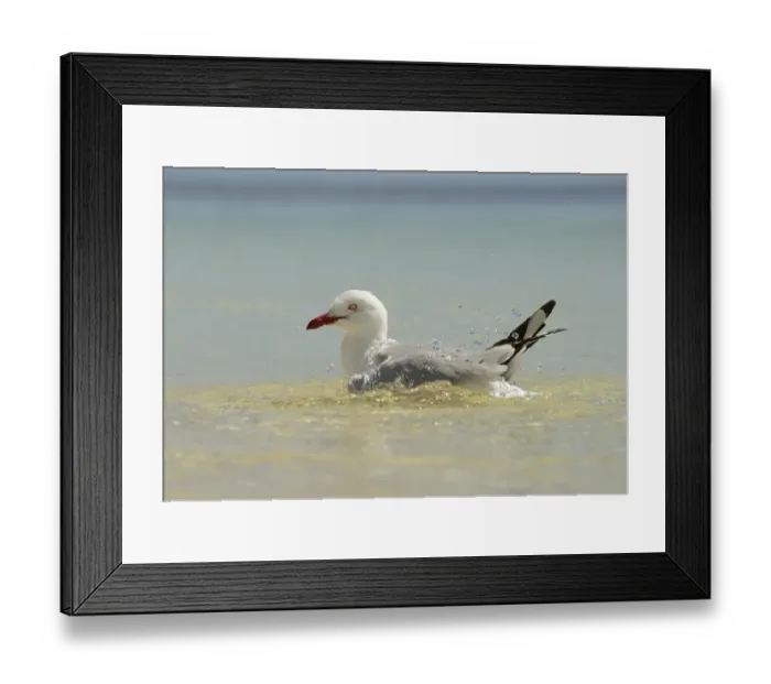 Framed Print : Silver Gull (Larus novaehollandiae) adult, bathing in sea, Queensland, Australia, November Framed Print : Silver Gull (Larus novaehollandiae) adult, bathing in sea, Queensland, Australia, November