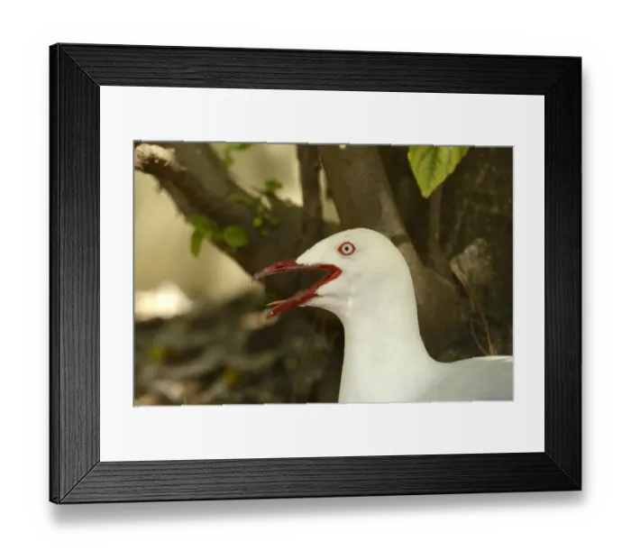Framed Print : Silver Gull (Larus novaehollandiae) adult, close-up of head, panting, sitting on nest, Queensland, Australia, November Framed Print : Silver Gull (Larus novaehollandiae) adult, close-up of head, panting, sitting on nest, Queensland, Australia, November