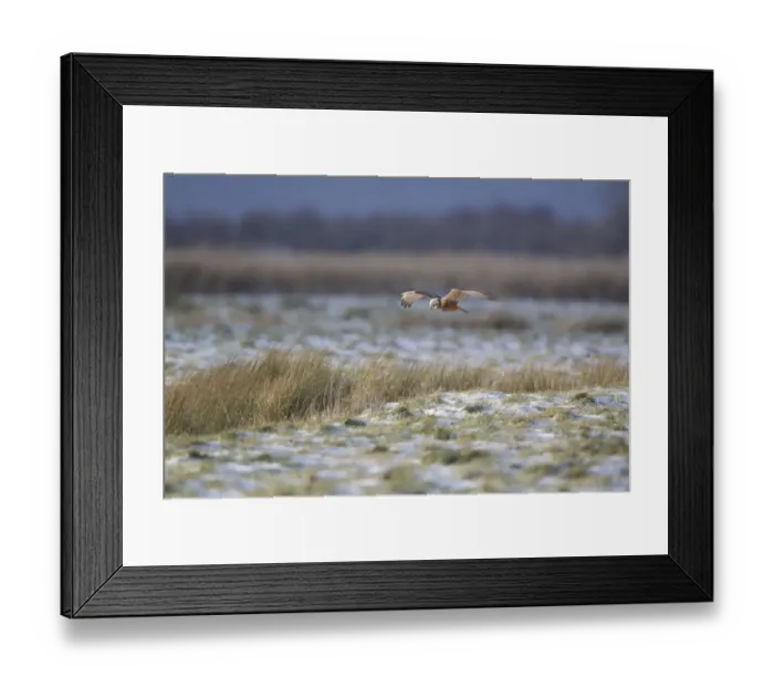 Framed Print : Western Marsh Harrier (Circus aeruginosus) adult female, in flight, hunting over snow covered grazing marsh habitat Framed Print : Western Marsh Harrier (Circus aeruginosus) adult female, in flight, hunting over snow covered grazing marsh habitat