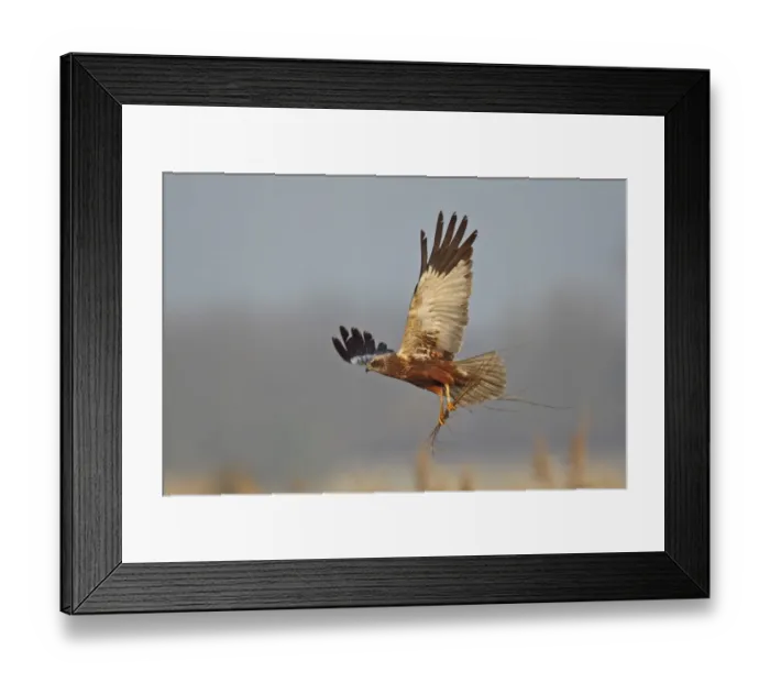 Framed Print : Western Marsh Harrier (Circus aeruginosus) adult male, in flight, carrying nesting material in talons, Texel