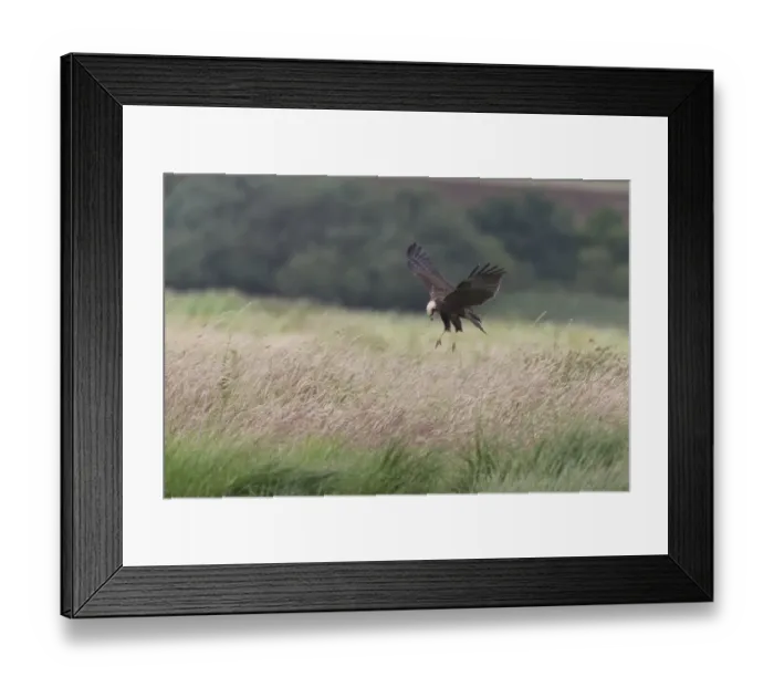 Framed Print : Western Marsh Harrier (Circus aeruginosus) adult female, in flight, hovering over grassland, Suffolk, England, July Framed Print : Western Marsh Harrier (Circus aeruginosus) adult female, in flight, hovering over grassland, Suffolk, England, July