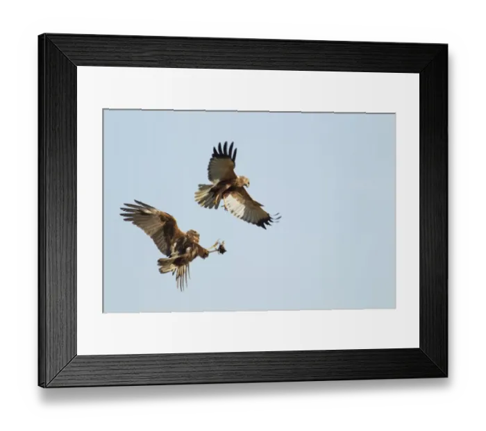 Framed Print : Western Marsh Harrier (Circus aeruginosus) adult pair, in flight, courtship food pass display, Guernsey Framed Print : Western Marsh Harrier (Circus aeruginosus) adult pair, in flight, courtship food pass display, Guernsey