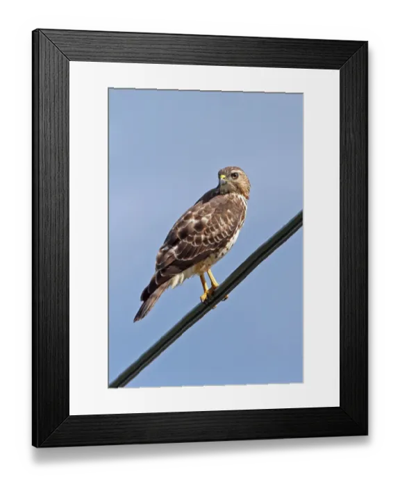 Framed Print : Broad-winged Hawk (Buteo platypterus rivierei) juvenile, perched on powerline, St Framed Print : Broad-winged Hawk (Buteo platypterus rivierei) juvenile, perched on powerline, St