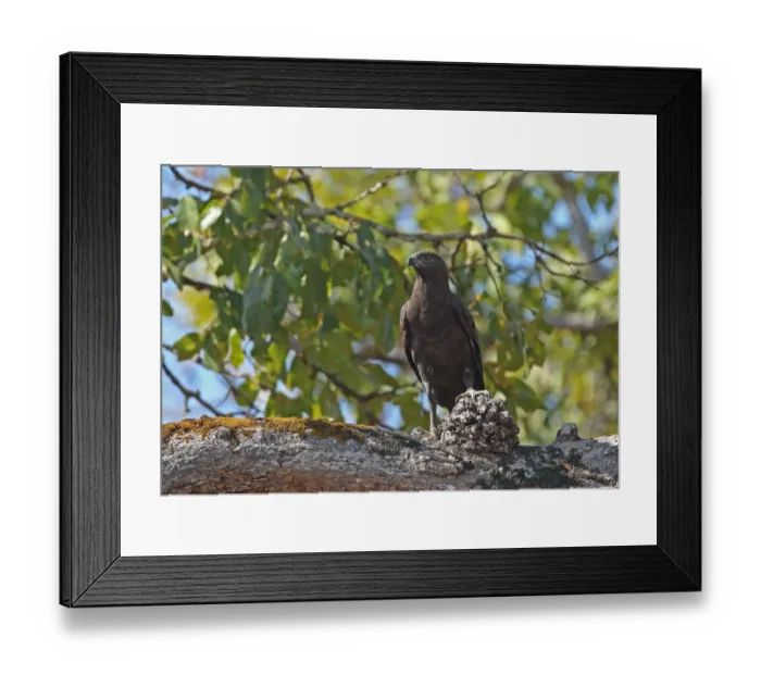 Framed Print : Changeable Hawk-eagle (Nisaetus cirrhatus limnaeetus) dark morph, adult, perched on branch, near Tmatboey, Cambodia Framed Print : Changeable Hawk-eagle (Nisaetus cirrhatus limnaeetus) dark morph, adult, perched on branch, near Tmatboey, Cambodia