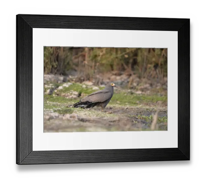 Framed Print : African Harrier-hawk (Polyboroides typus) adult, standing on ground, Kafue N. P. Zambia, September Framed Print : African Harrier-hawk (Polyboroides typus) adult, standing on ground, Kafue N. P. Zambia, September
