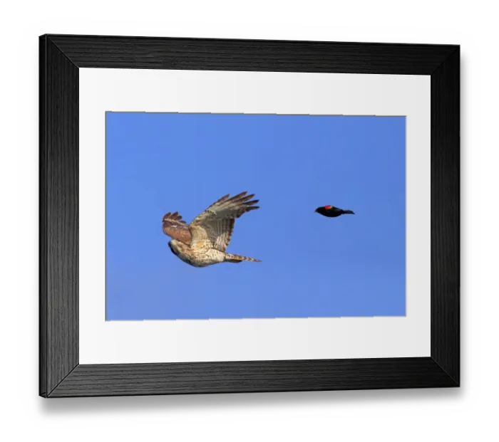 Framed Print : Red-shouldered Hawk (Buteo lineatus) juvenile, in flight, being mobbed by Red-winged Blackbird (Agelaius phoeniceus) Framed Print : Red-shouldered Hawk (Buteo lineatus) juvenile, in flight, being mobbed by Red-winged Blackbird (Agelaius phoeniceus)