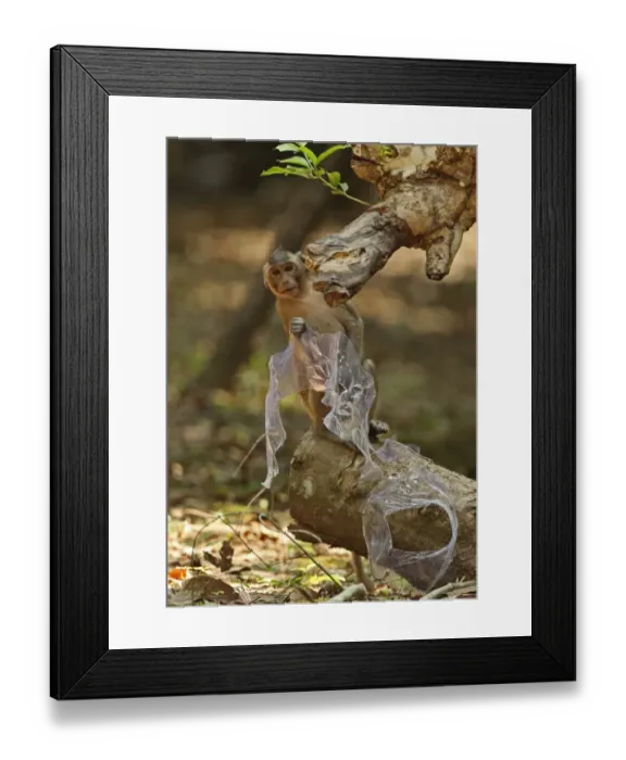 Framed Print : Crab-eating Macaque (Macaca fascicularis) juvenile, playing with plastic waste, Angkor Wat, Siem Reap, Cambodia