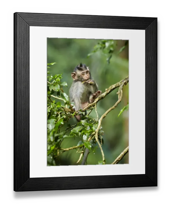 Framed Print : Crab-eating Macaque (Macaca fascicularis) young, feeding, sitting on branch in tree, Sacred Monkey Forest Sanctuary Framed Print : Crab-eating Macaque (Macaca fascicularis) young, feeding, sitting on branch in tree, Sacred Monkey Forest Sanctuary